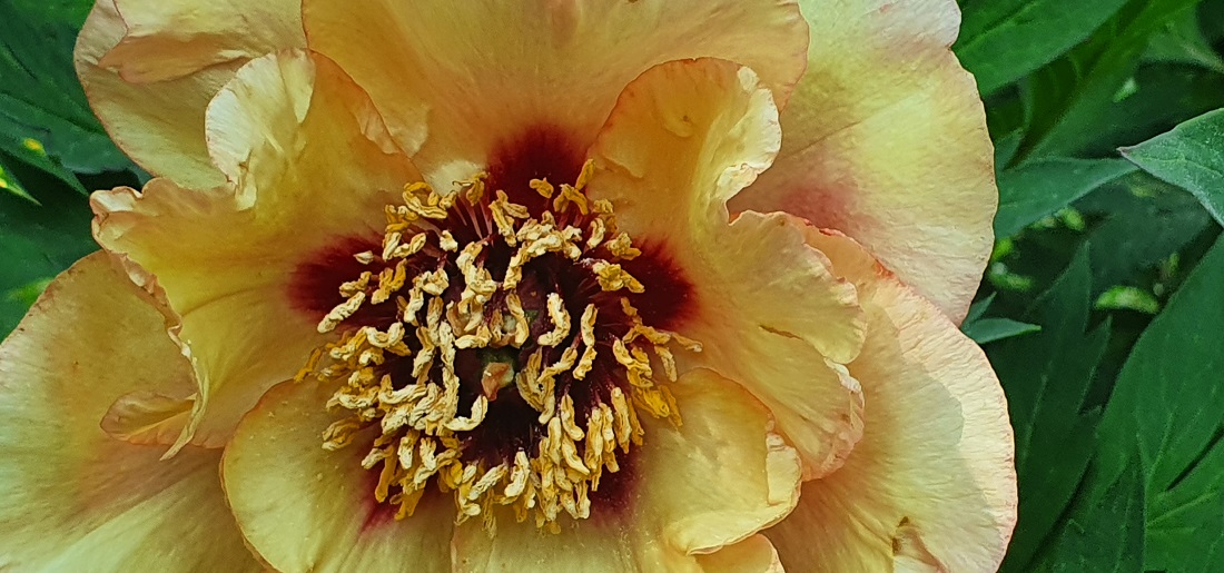 Nur die veredelten Sorten wurden früher als Paeonia sinensis bezeichnet © GartenRadio