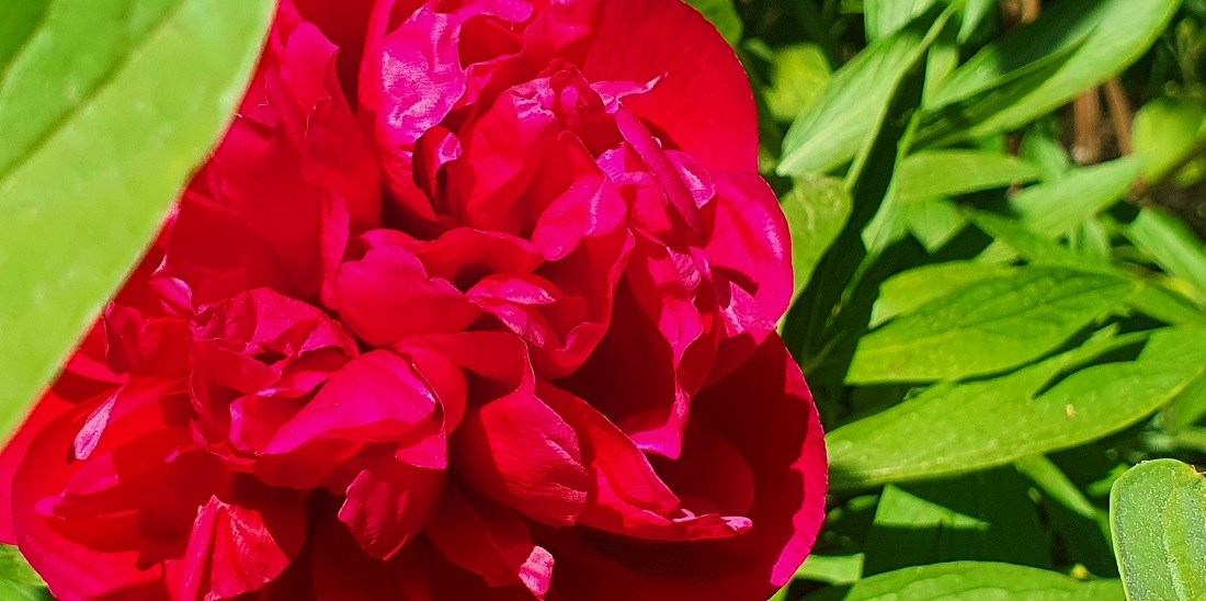 Zu den beliebtesten Sorten gehört die Bauernpfingstrose (paeonia offizinalis). © GartenRadio