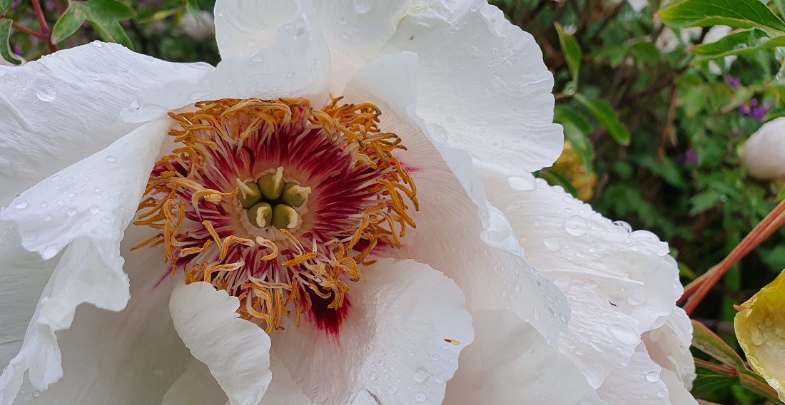 Die Blüte einer Strauchpäonie © GartenRadio