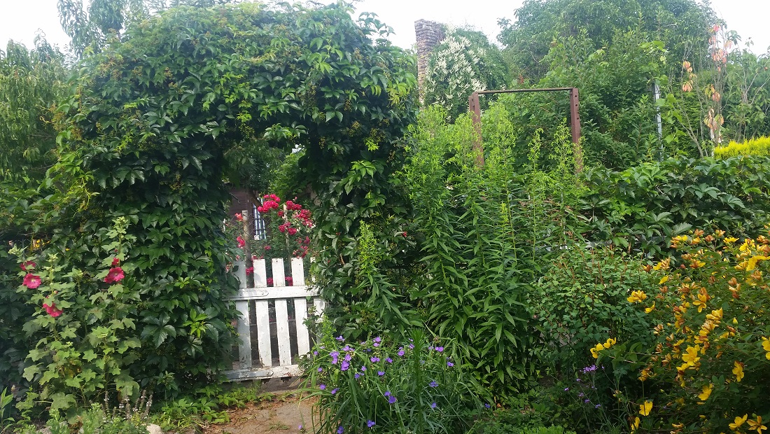 Hecken brechen den Wind und kühlen die Umgebung durch Verdunstung ab. © GartenRadio.fm