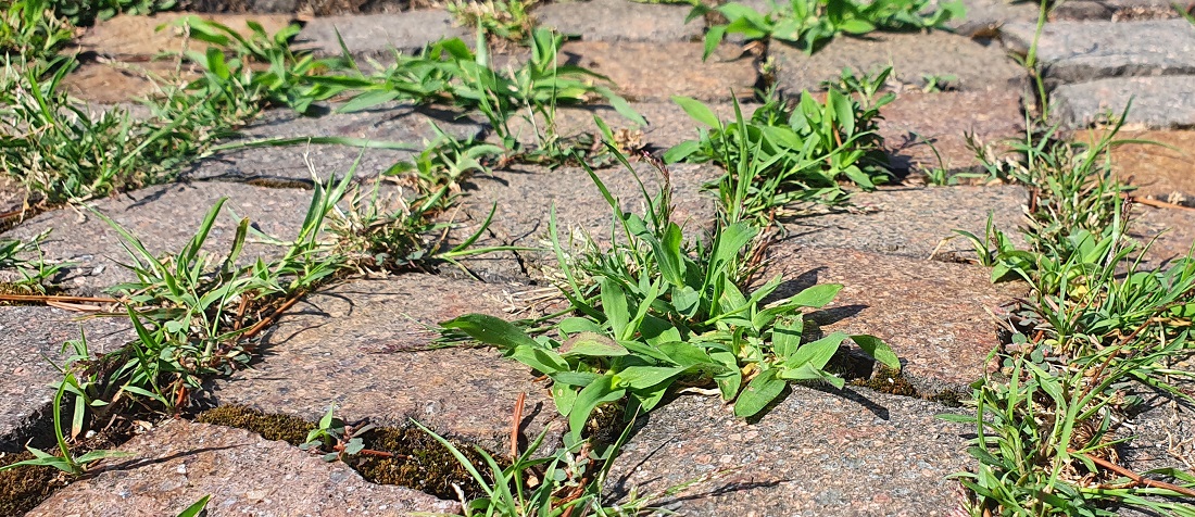 Kaum liegt das Pflaster, schon wird es bewohnt. © GartenRadio.fm