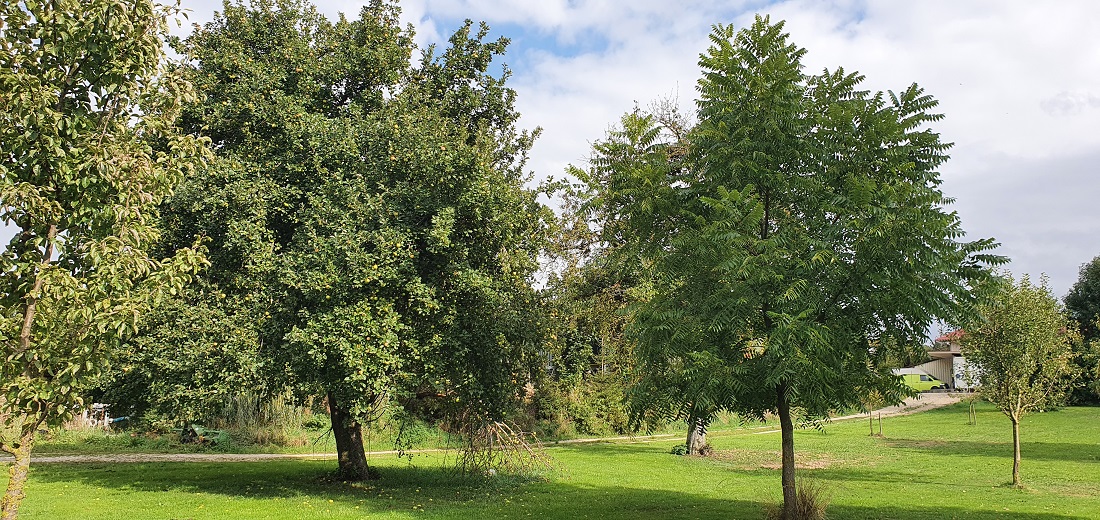 Die Schwarznuss (2. v. rechts) hat es innerhalb von 10 Jahren auf eine stattliche Größe gebracht. © GartenRadio.fm