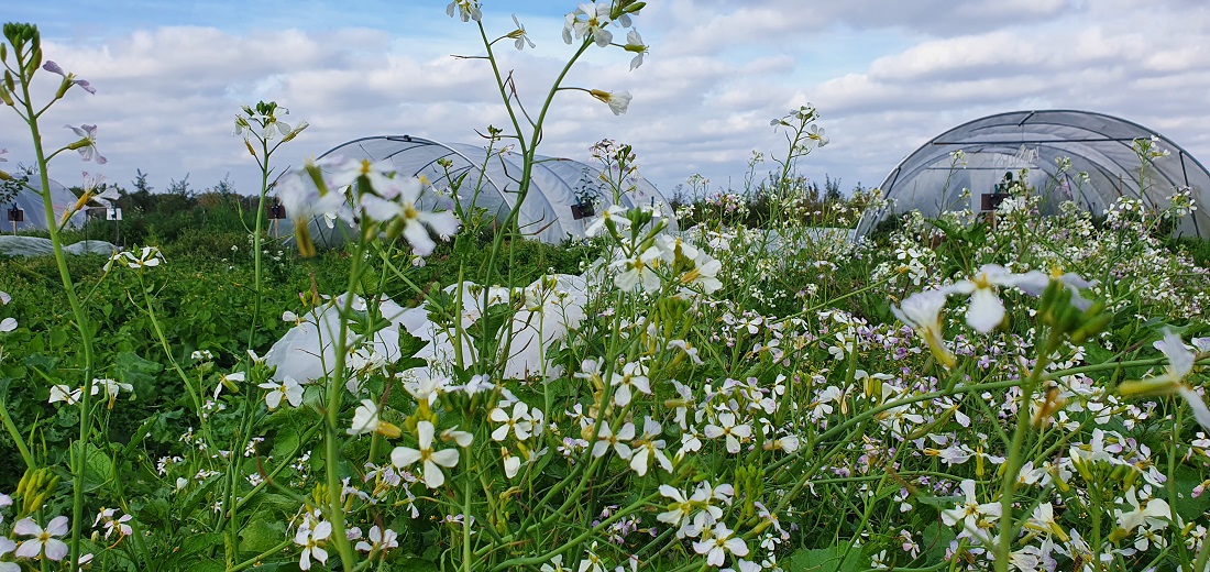 Unter dem Franzosenkraut wächst in der Gärtnerei "Schnelles-Grünzeug" der Wasser-Rettich. © GartenRadio.fm