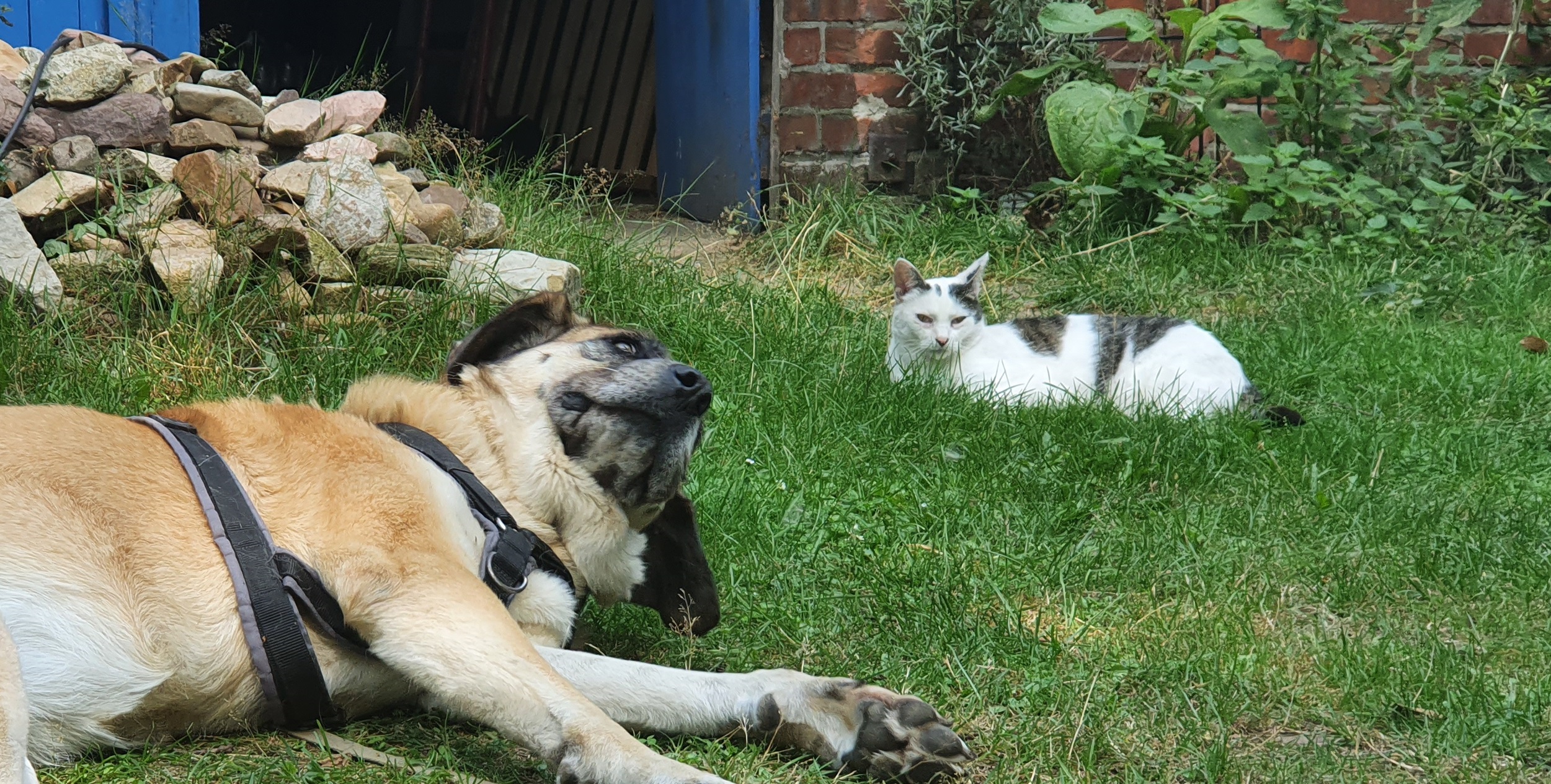 In der Klause St. Anna vertragen sich natürlich sogar Hündin Corazon und Kater Max. © GartenRadio.fm