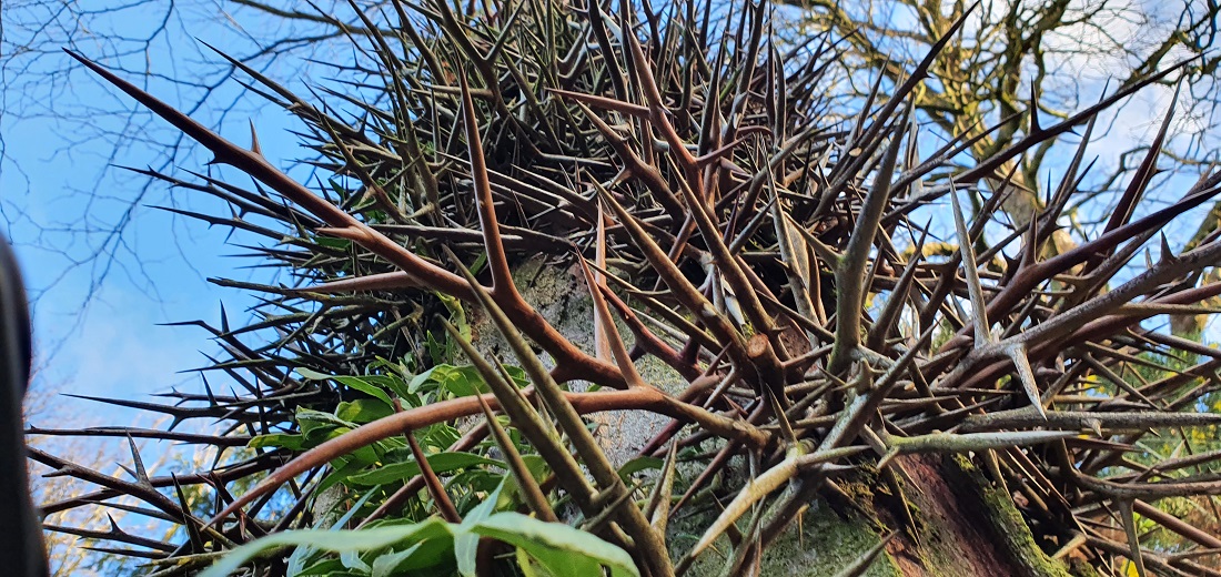 Ein Baum mit Ritterrüstung - die Gleditschie ist nur einer von rund 2000 wertvollen Gehölzen im Park. © GartenRadio.fm