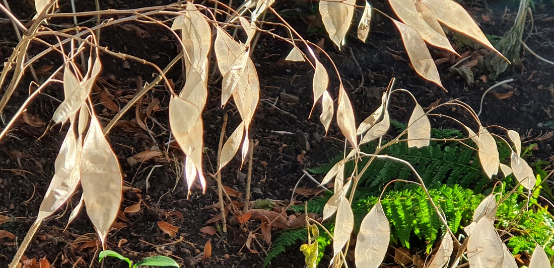 Das ausdauernde Silberblatt (Lunaria rediviva) ist ein glitzernder Lichtfänger. © GartenRadio.fm