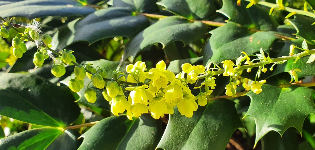 Auch der Duft der Mahonia japonica wirkt stimmungsaufhellend im Winter. © GartenRadio.fm