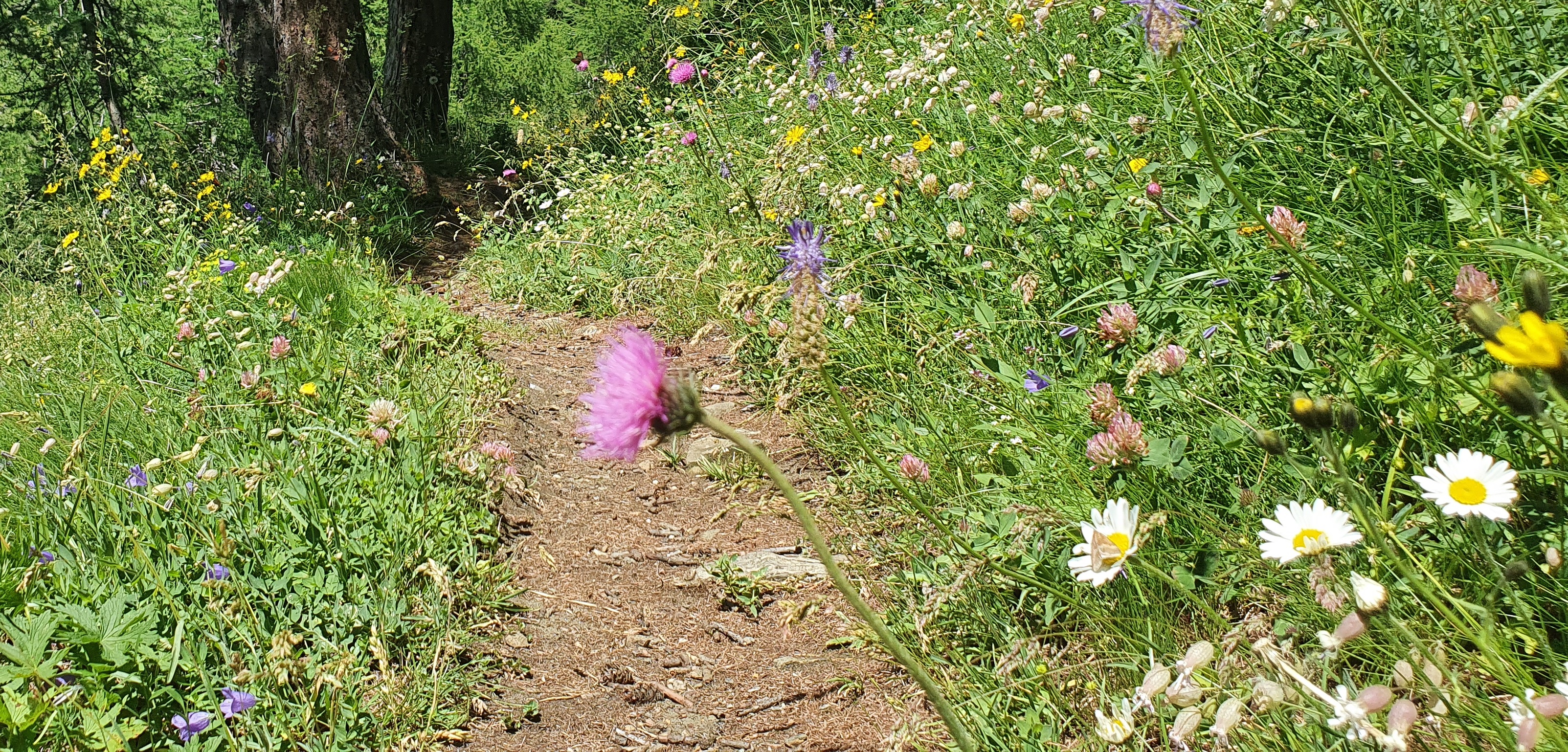 In der Natur kann man sich einiges abgucken. © GartenRadio.fm