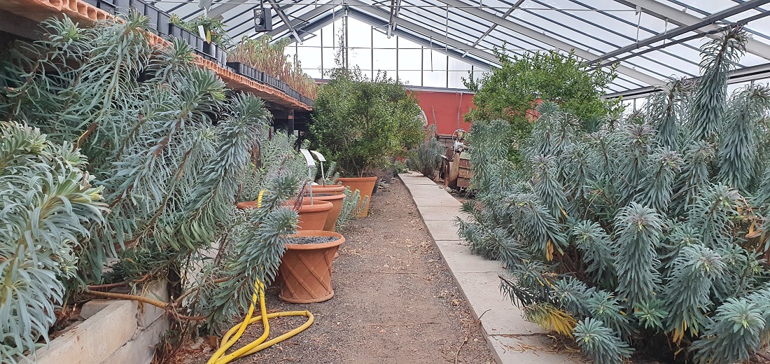 Aus England hat Anja Maubach Anfang der 90er Jahre Euphorbien mitgebracht. Heute dürfen sie sich im "Flachen Haus", dem ältesten Gewächshaus in der Gärtnerei ausbreiten. © GartenRadio.fm