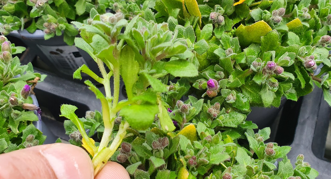 Auch Bodendecker wie das Blaukissen lassen sich nach der Blüte durch Stecklinge vermehren. © GartenRadio.fm