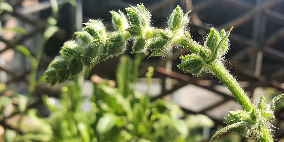 Schon bald blüht der Wiesensalbei in Dunkelblau. © GartenRadio.fm