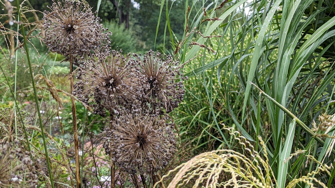 Gräser sind die idealen Begleiter für Verblühtes. © GartenRadio.fm