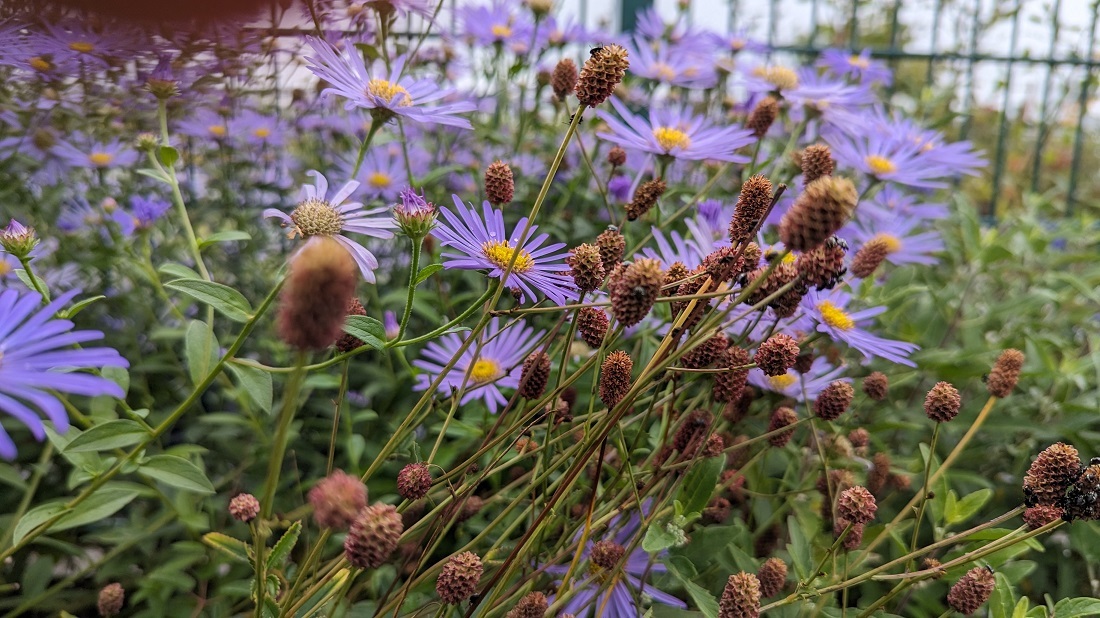 Die Kombination mit blühenden Stauden, wie hier der Aster, verleiht beim verblühten Wiesenknopf neue Frische.  © GartenRadio.fm