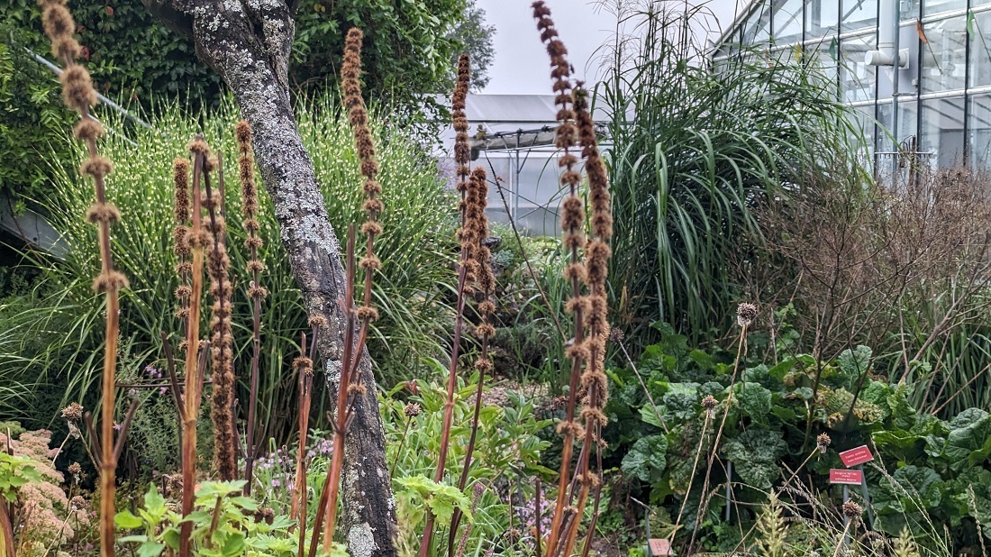 Brandkraut ist in seiner Attraktivität unverwüstlich.  © GartenRadio.fm