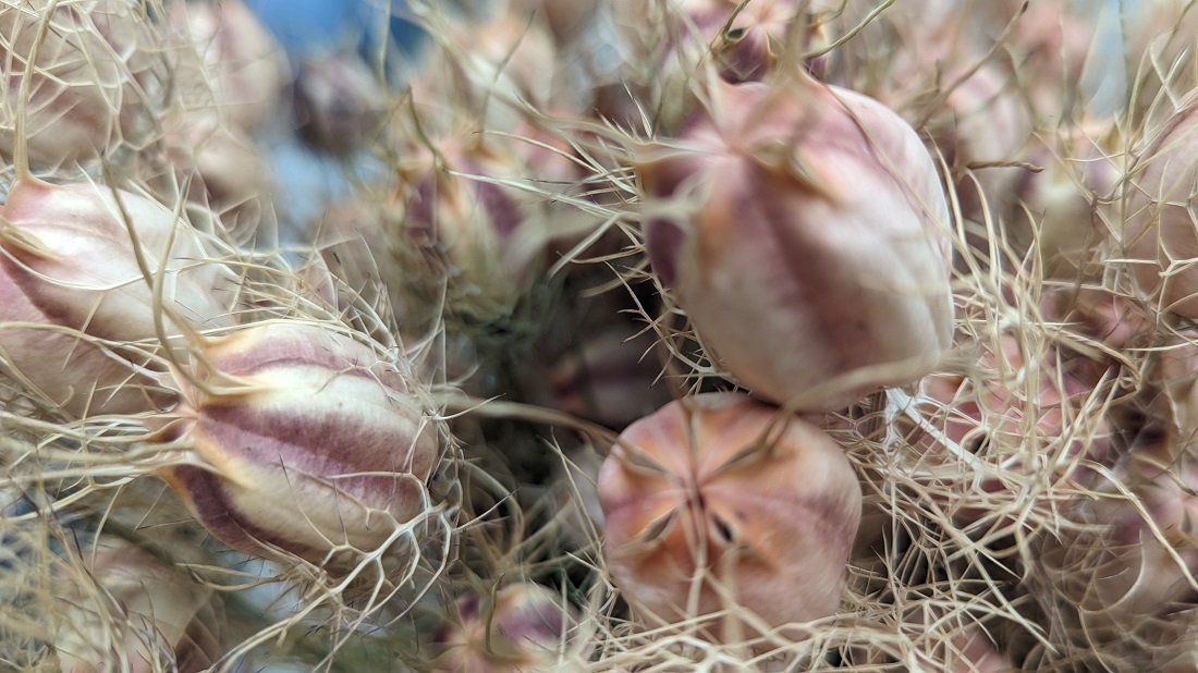 Eine verblühte Jungfer im Grünen ist ein kleines Kunstwerk. © GartenRadio.fm