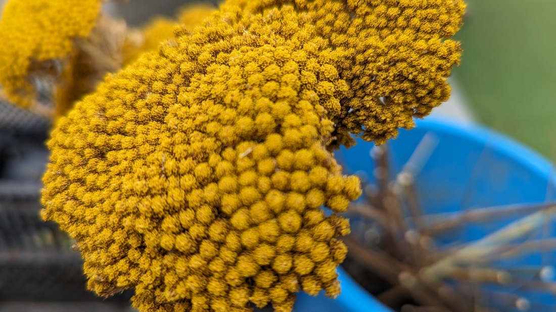 Wem die natürliche Farbe der Schafgarbe nicht gefällt, kann sie auch einfärben. © GartenRadio.fm nach der Blüte trockenen und einärbentrockenen 