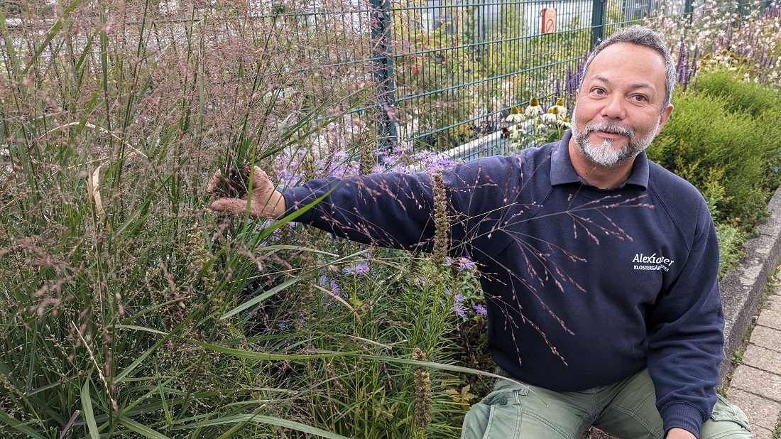 Gärtner Janek Weber plant mit der Attraktivität der Pflanze auch nach der Blühphase.  © GartenRadio.fm