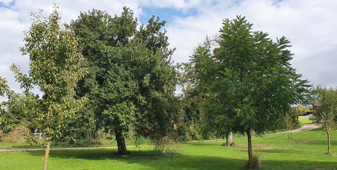 Besonders alte Obstsorten eigenen sich für Streuobstwiesen. © GartenRadio.fm