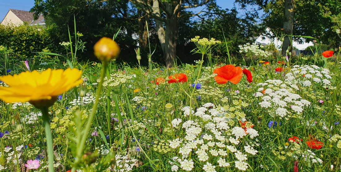 Damit es in Streuobstwiese summt und brummt, braucht es eine artenreiche Wiese. © GartenRadio.fm