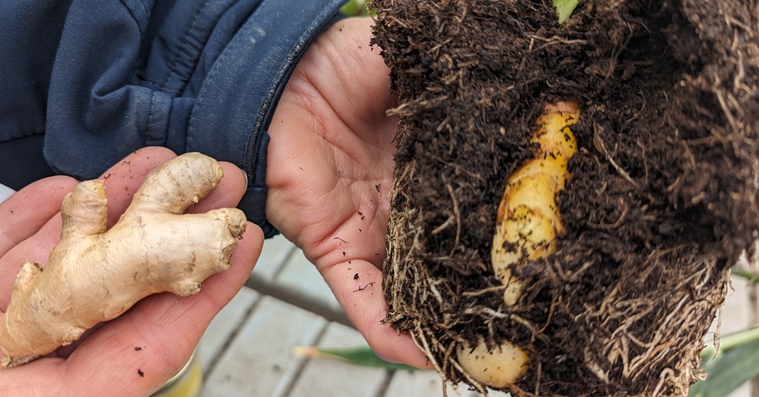 Kurkuma und Ingwer lassen sich auf der Fensterbank ziehen und ernten.  © GartenRadio.fm