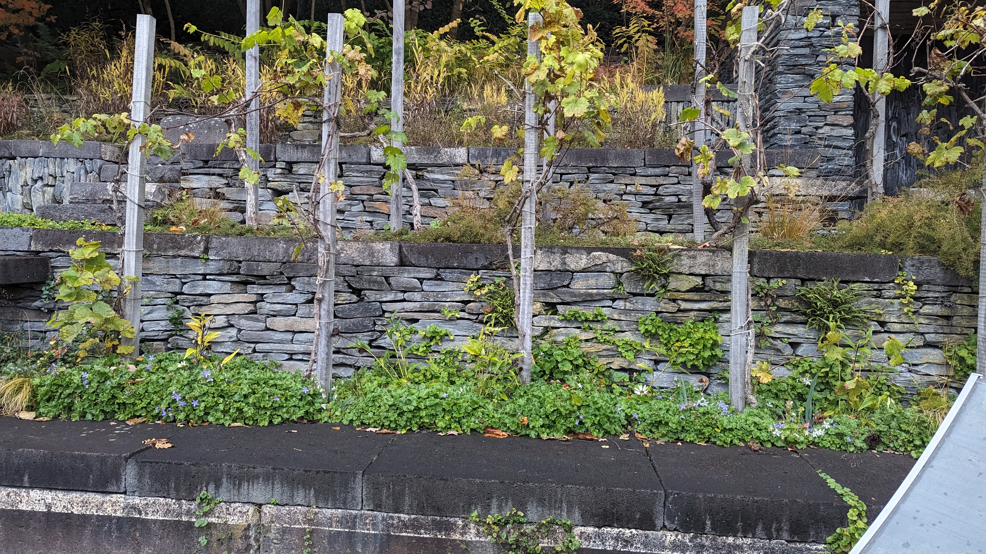 Sogar ein kleiner Weinberg wurde in dem Hanggarten angelegt.  © GartenRadio.fmn