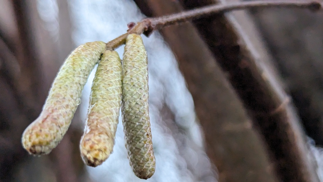 Die Haselnuss-Kätzchen gibt es in vielen Formen und Farben. © GartenRadio.fm