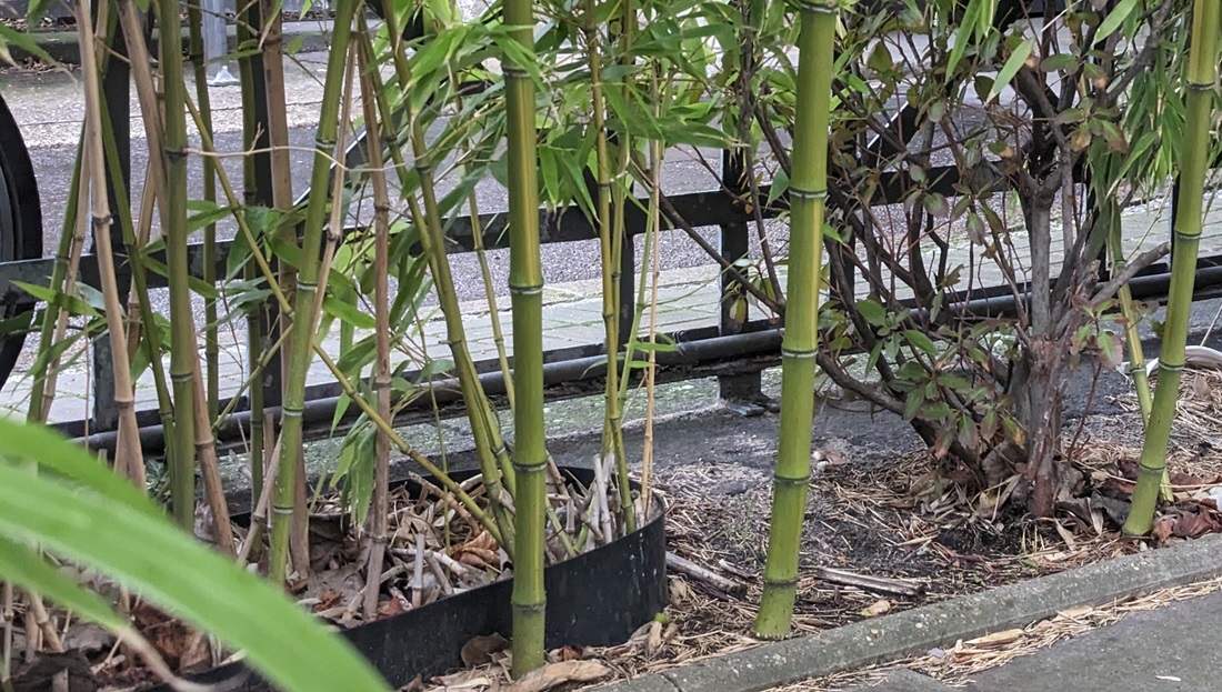 So kann es aussehen, wenn ein Phyllostachys eine gutgemeinte Rhizomsperre einfach ignoriert.  © GartenRadio.fm