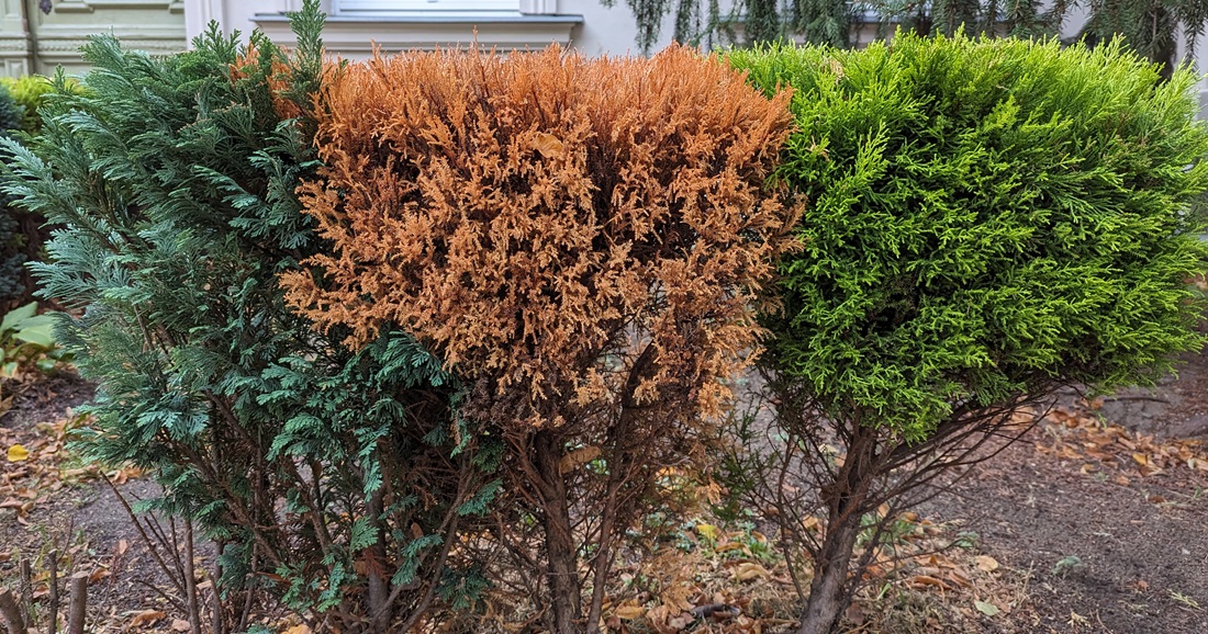 Thuja Hecken zu ersetzen ist ein aufwendiges Unterfangen. © GartenRadio.fm