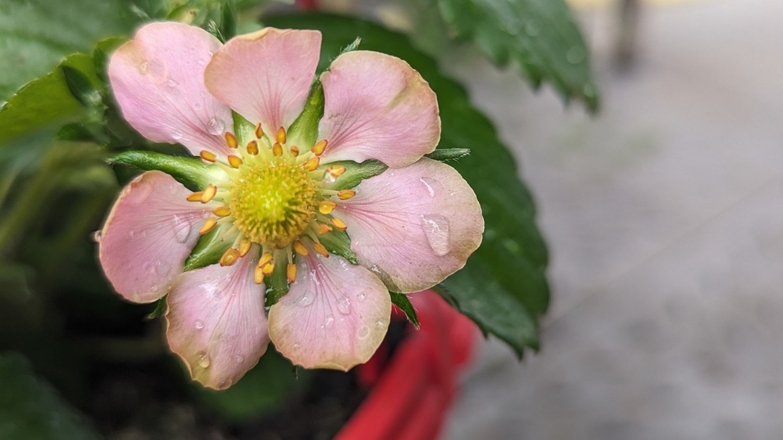 Wer Erdbeeren nach der Blütenfarbe wählt, muss unter Umständen beim Geschmack Abstriche machen. © GartenRadio.fm