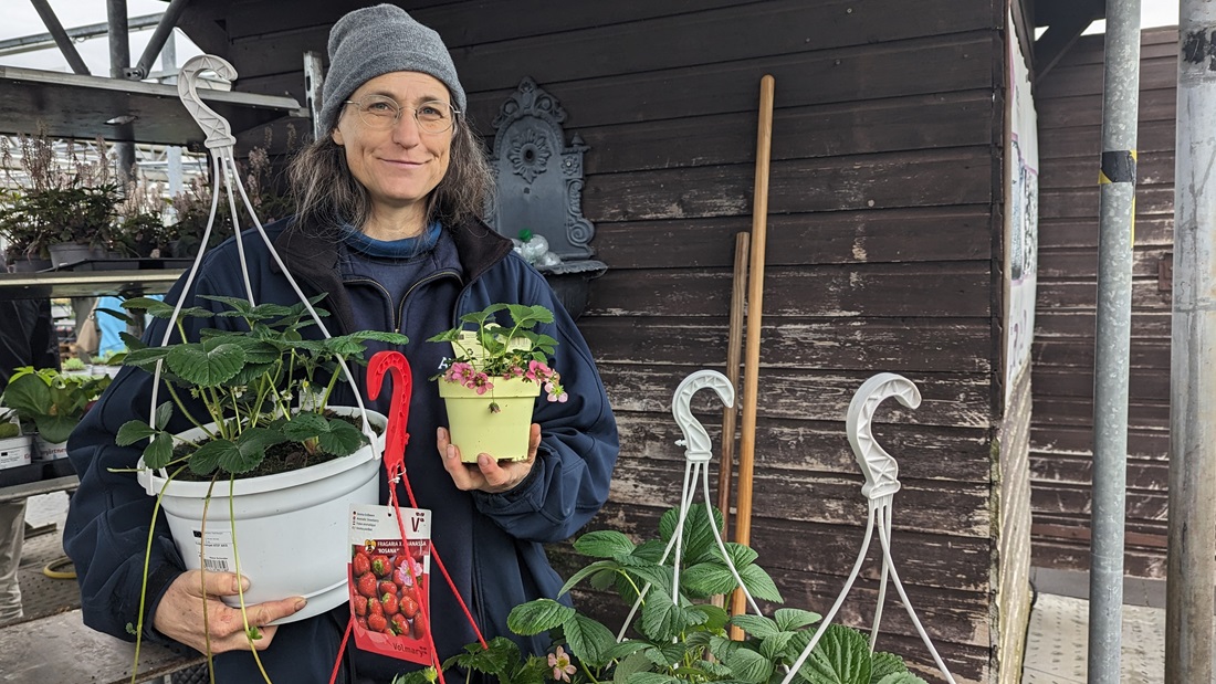 Gärtnermeisterin Dagmar Hauke hat eine Erdbeerwiese angelegt.© GartenRadio.fm