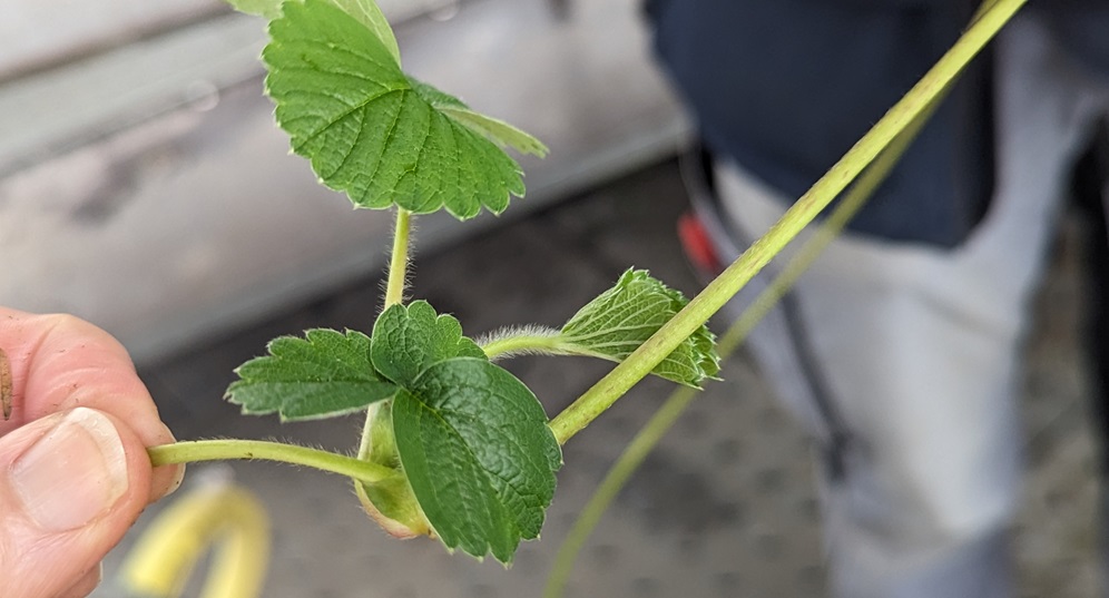 Die frischen Blätter an den Kindeln eignen sich für Tee. © GartenRadio.fm