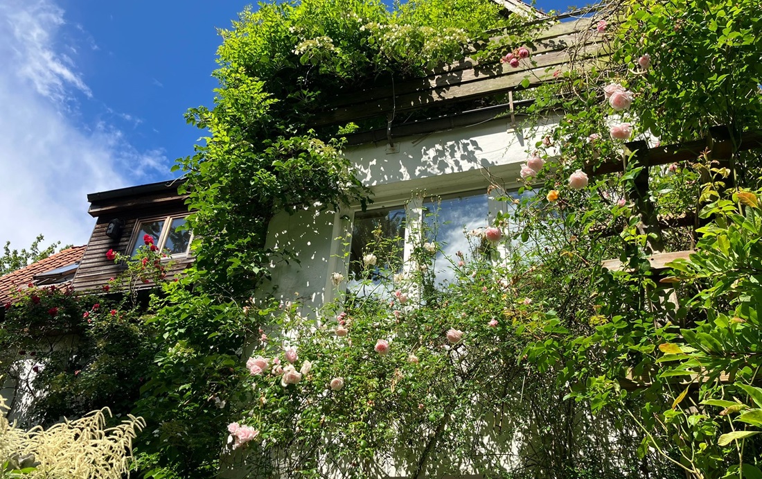 Das Haus von Katrin und Fritz Heydemann in Plön ist komplett begrünt. @ Svenja Schwedtke 
