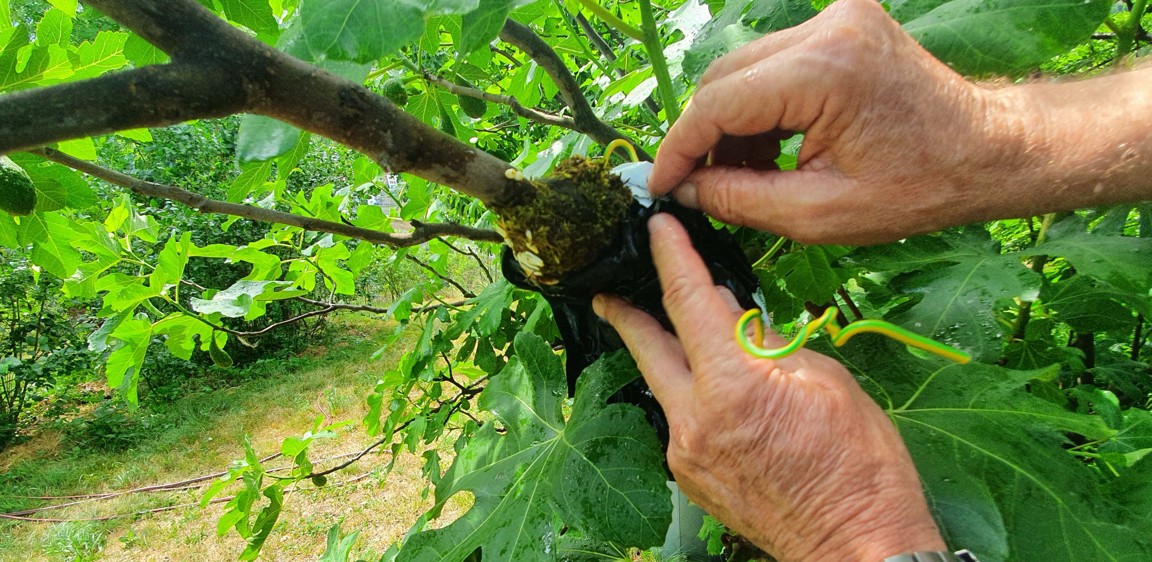 Mit Hilfe von Moos lassen sich Gehölze vermehren.© GartenRadio.fm