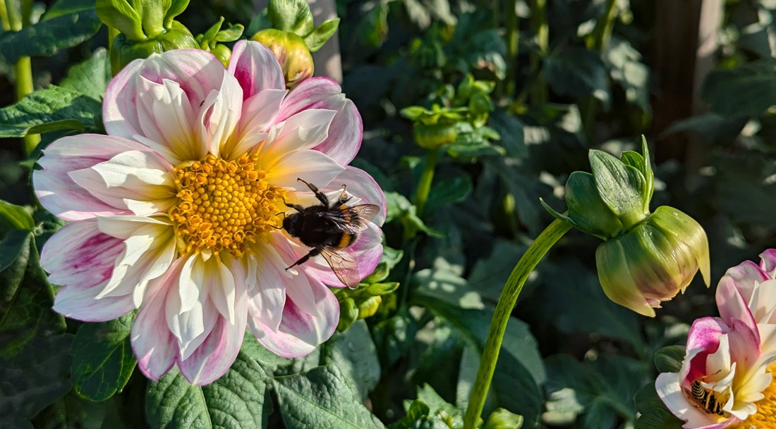 Die Halskrausen-Dahlie "Bumble Rumble" ist eine der wenigen insektenfreundlichen Sorten © GartenRadio.fm