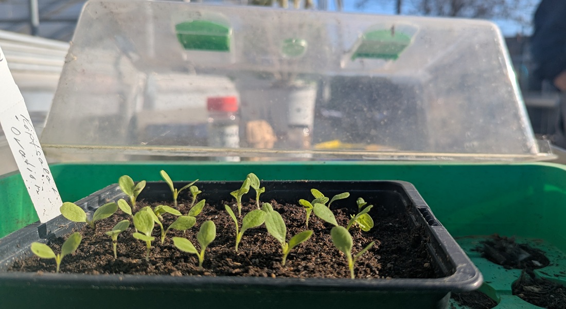 Die Gärtnermeisterin nutzt auch solche Mini-Gewächshäuser auf der Fensterbank. © GartenRadio.fm