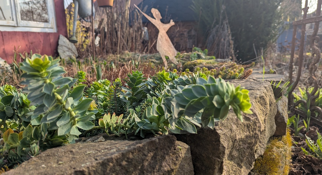 zu Frank's Lieblingspflanzen auf seinen Trockensteinmauern gehören kriechende Wolfsmilchsgewächse. © GartenRadio.fm
