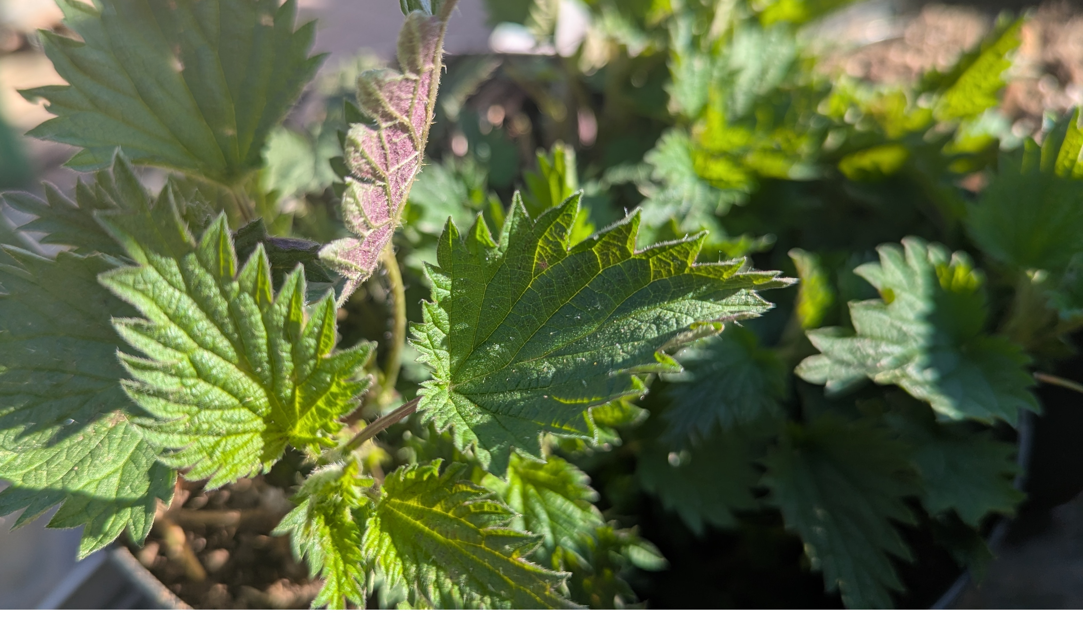 Brennesseln werden ab Mitte April vor der Blüte für Jauchen und Aufgüsse geschnitten.
