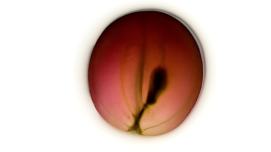 Achim Weinberg Fotografie © Forum Botanische Kunst