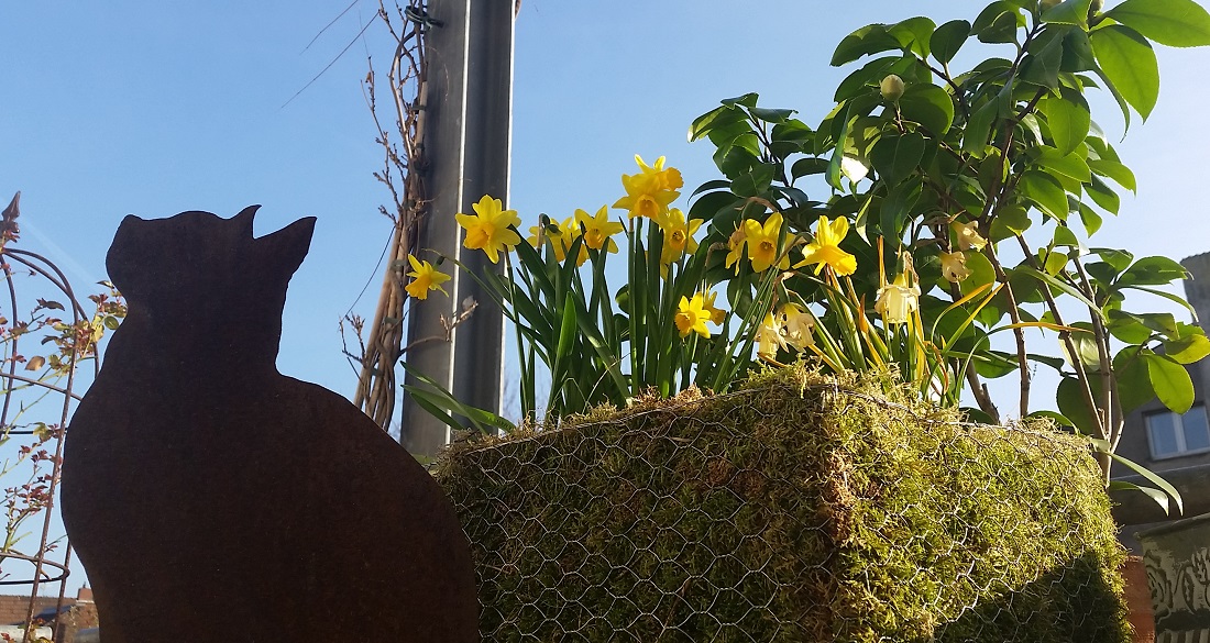 Eine Mooskiste verströmt gerade im ausgehenden Winter zartgrüne Frühlingsgefühle © GartenRadio.fm