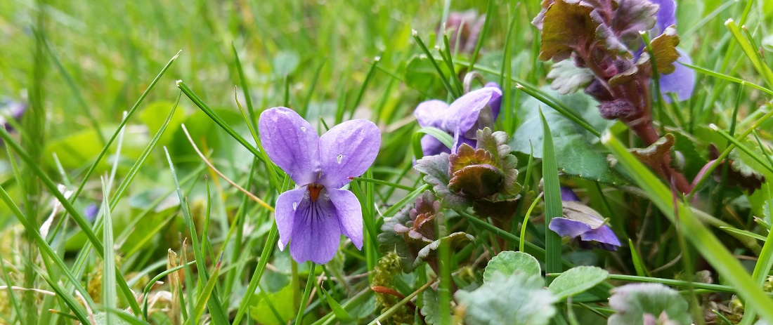 Wilde Veilchen © GartenRadio.fm