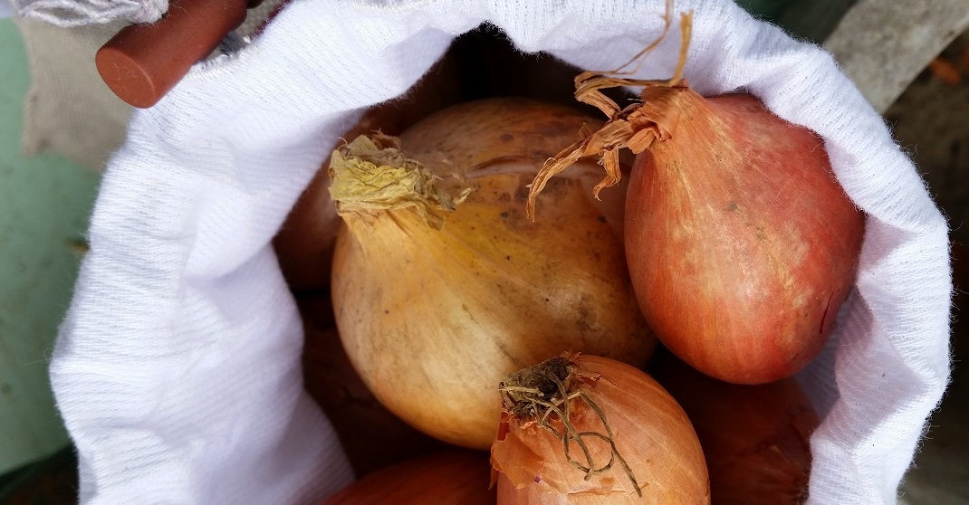 Zwiebeln oben hineinfüllen - dann zuziehen © GartenRadio.fm