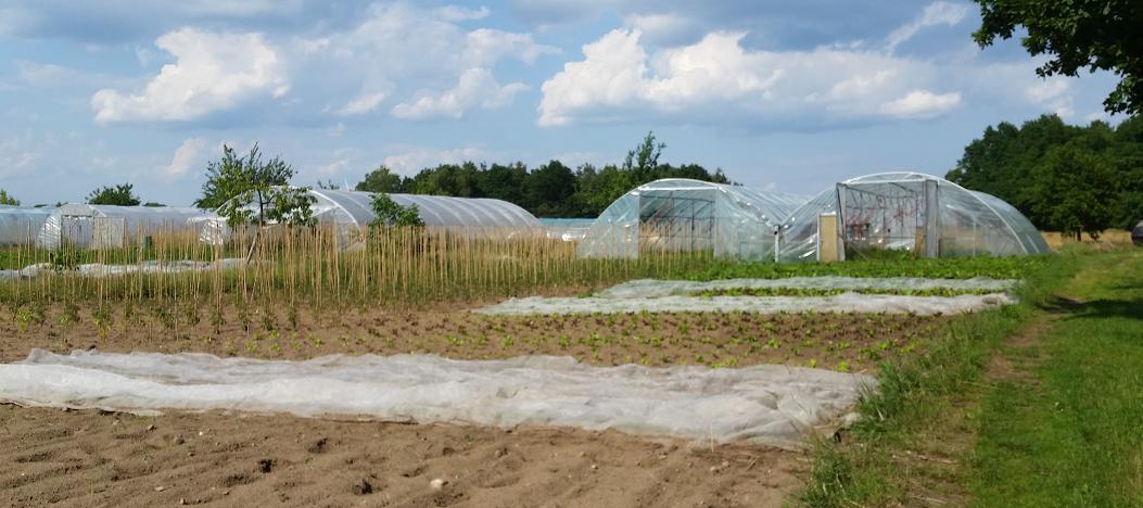 Tomatenzelte wie Hangars aus Plastik © GartenRadio.fm